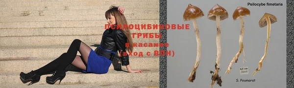 шишки Алзамай